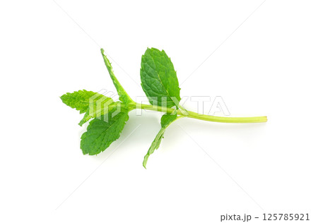 Mint twigs isolated. Peppermint sprig, fresh mentha stem, green spearmint branch with leaves 125785921