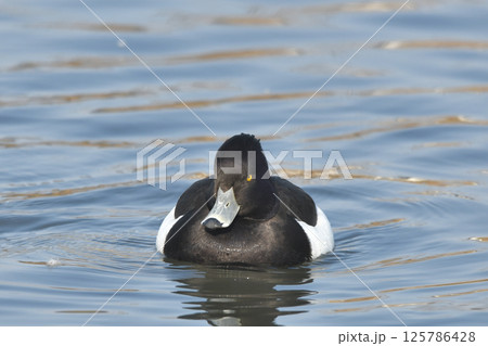 キンクロハジロ 125786428