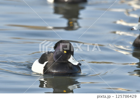 キンクロハジロ 125786429