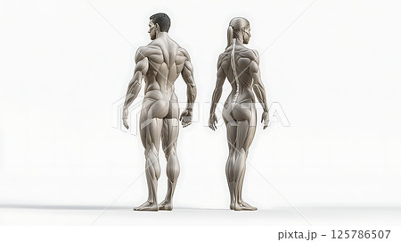 Muscle Anatomy: Rear View of Male and Female Figures 125786507