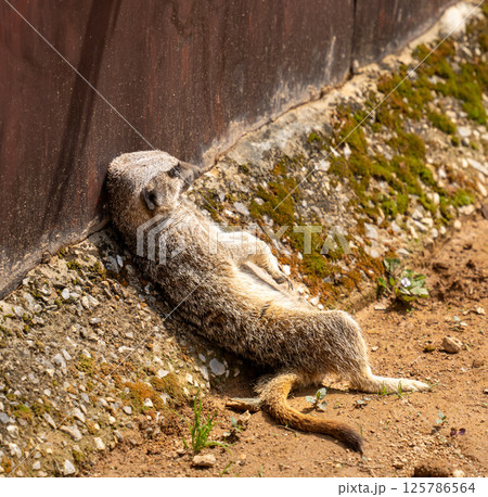 疲れたミーアキャット 125786564