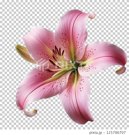Pink Lilies Soft Petal Wall Decor Pink Lilies Soft Petal Wall Decor 125786707