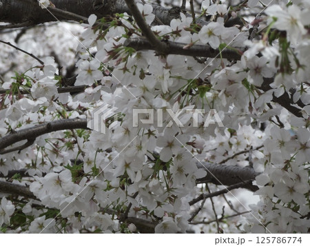 満開の桜の枝、東京都大田区東雪谷 満開の桜の枝、東京都大田区東雪谷 125786774