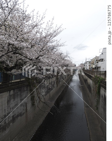 都会の渓谷に枝垂れる桜、東京都大田区雪谷「呑川沿い桜並木」 都会の渓谷に枝垂れる桜、東京都大田区雪谷「呑川沿い桜並木」 125786775