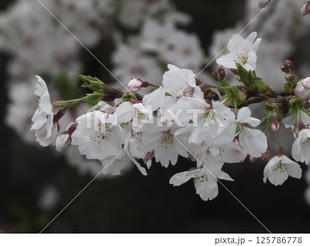 満開の桜の枝、東京都大田区馬込 満開の桜の枝、東京都大田区馬込 125786778