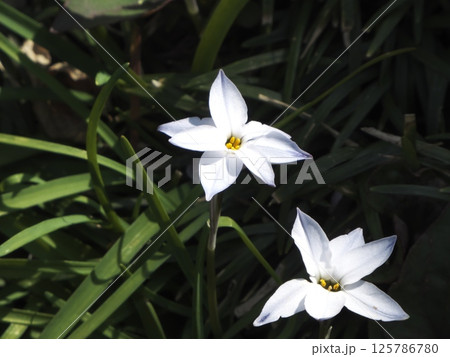 可愛い星型のハナニラ、有毒植物 可愛い星型のハナニラ、有毒植物 125786780