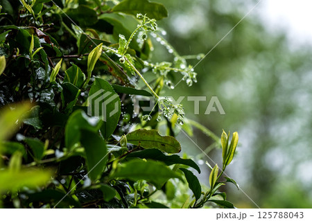 Raindrops created a beautiful image on the plants 125788043
