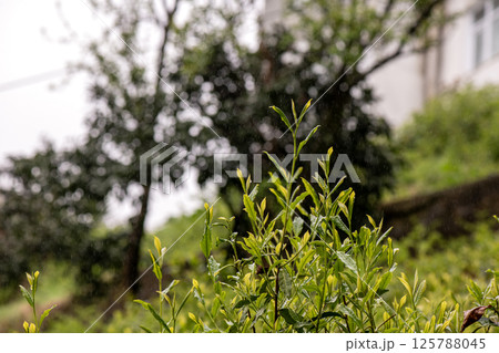 Raindrops created a beautiful image on the plants 125788045
