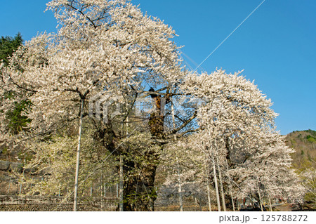 青空の下、御母衣ダム湖岸の咲く満開の荘川桜 125788272