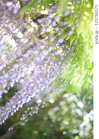 木漏れ日に咲く、藤の花 125788373