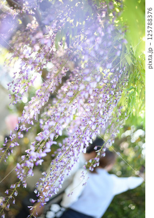 木漏れ日に咲く、藤の花 木漏れ日に咲く、藤の花 125788376