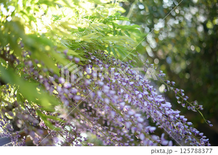 木漏れ日に咲く、藤の花 木漏れ日に咲く、藤の花 125788377