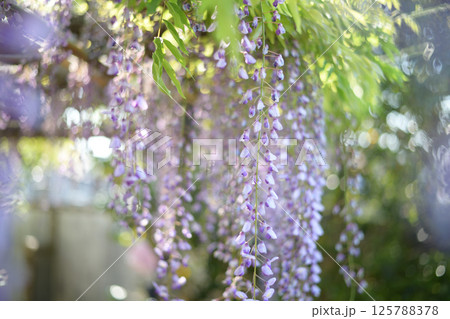 木漏れ日に咲く、藤の花 木漏れ日に咲く、藤の花 125788378