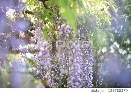 木漏れ日に咲く、藤の花 125788379