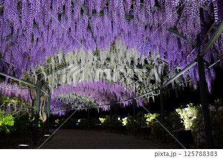 木漏れ日に咲く、藤の花 125788383
