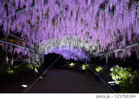 木漏れ日に咲く、藤の花 125788384