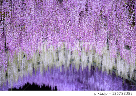 木漏れ日に咲く、藤の花 125788385