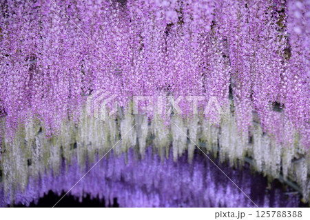 木漏れ日に咲く、藤の花 125788388