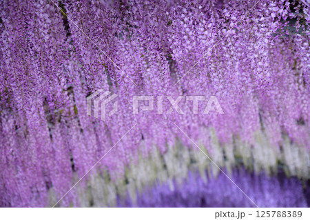 木漏れ日に咲く、藤の花 125788389