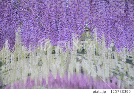 木漏れ日に咲く、藤の花 125788390