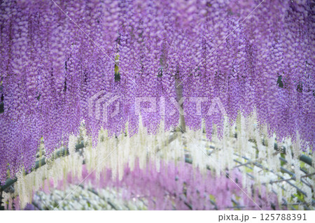 木漏れ日に咲く、藤の花 125788391