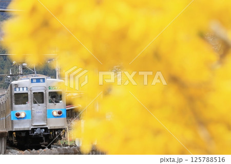 秩父鉄道「黄色いレンギョウの花と電車」 秩父鉄道「黄色いレンギョウの花と電車」 125788516