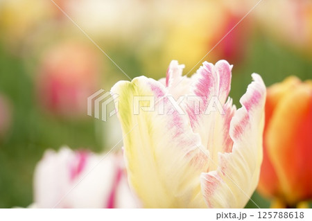 ふんわり可愛い白ピンクのチューリップ　カラフル 125788618