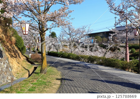 【広島県】桜咲く春の千光寺公園 125788669