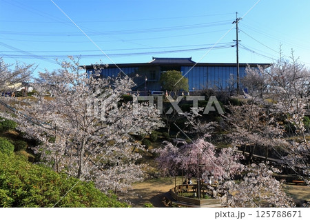 【広島県】桜咲く春の千光寺公園 【広島県】桜咲く春の千光寺公園 125788671