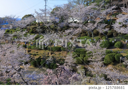 【広島県】桜咲く春の千光寺公園 【広島県】桜咲く春の千光寺公園 125788681