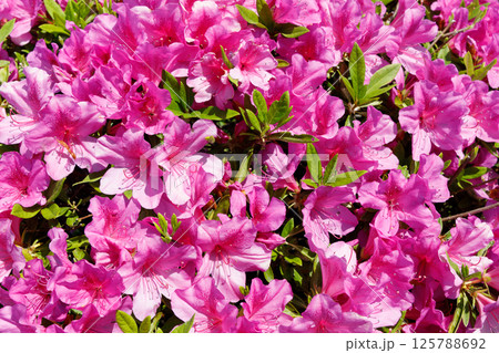 満開のツツジ 125788692
