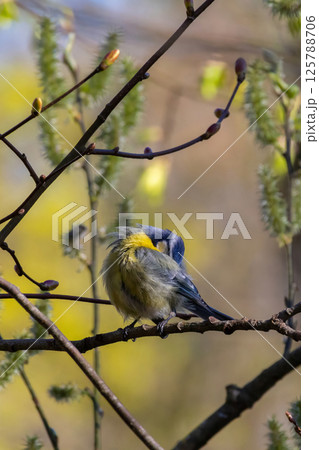 Wildlife shot of Eurasian blue tit (Cyanistes caeruleus) on branch. Wildlife shot of Eurasian blue tit (Cyanistes caeruleus) on branch. 125788706