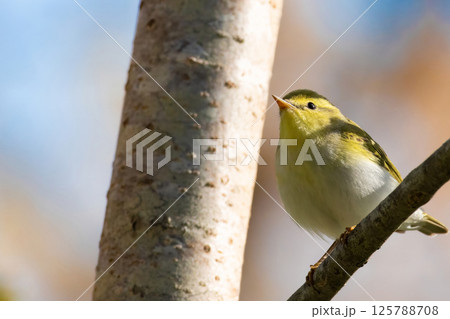 Wood warbler (Phylloscopus sibilatrix) summer sitting on a branch 125788708