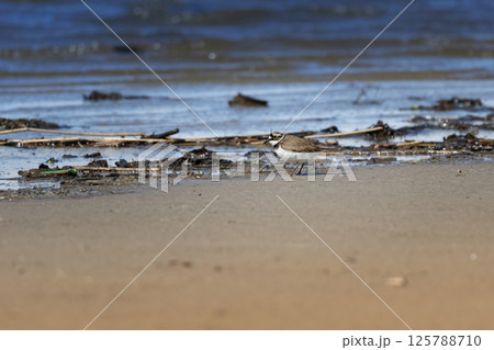 little ringed plover (Charadrius dubius) in natural habitat 125788710
