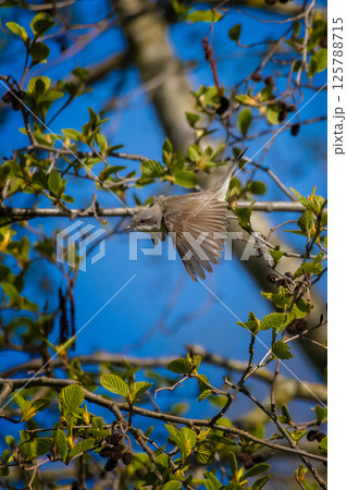 Lesser whitethroat, Sylvia curruca. Little songbird. Lesser whitethroat, Sylvia curruca. Little songbird. 125788715