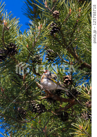European goldfinch (Carduelis carduelis) in the forest European goldfinch (Carduelis carduelis) in the forest 125788718