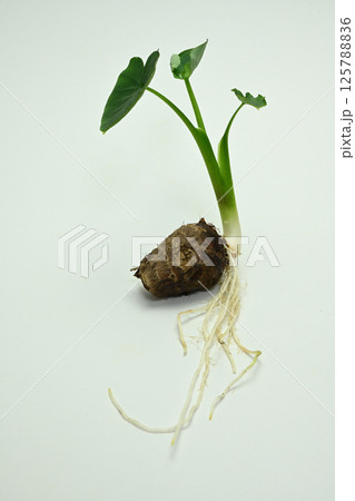 里芋 里芋 125788836