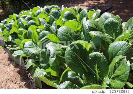 小松菜、大収穫 小松菜、大収穫 125788983