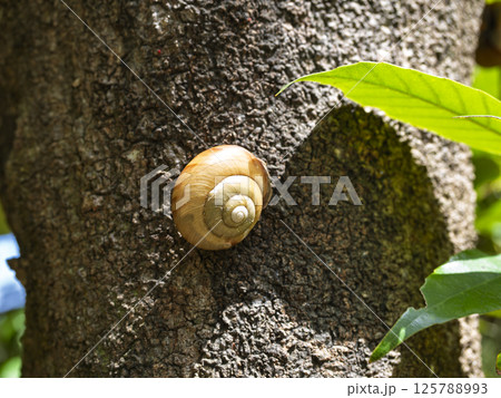 木の上のカタツムリ 木の上のカタツムリ 125788993