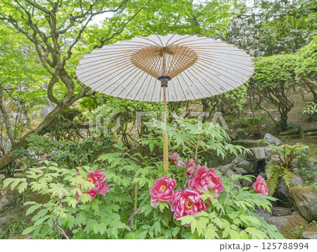 初夏の牡丹 初夏の牡丹 125788994