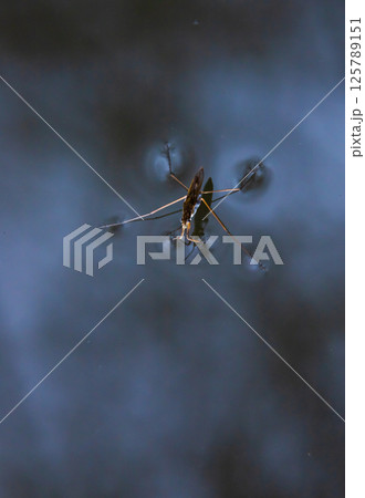 Insect Gerris lacustris, known as common pond skater or common water strider is a species of water strider, found in Europe have ability to move quickly on the water surface and have hydrophobic legs 125789151