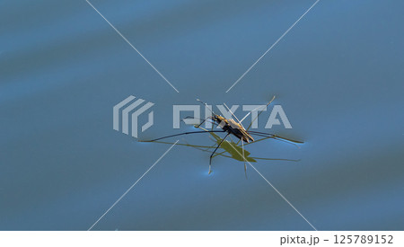 Insect Gerris lacustris, known as common pond skater or common water strider is a species of water strider, found in Europe have ability to move quickly on the water surface and have hydrophobic legs Insect Gerris lacustris, known as common pond skater or common water strider is a species of water strider, found in Europe have ability to move quickly on the water surface and have hydrophobic legs 125789152