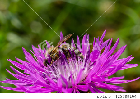 A flying honey bee collects pollen on a flower 125789164