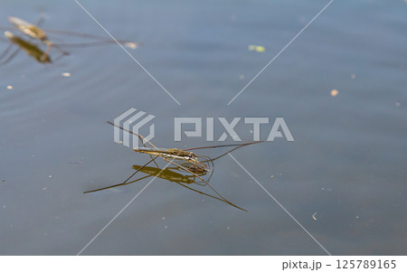 A closeup shot of Gerris lacustris or common pond skater A closeup shot of Gerris lacustris or common pond skater 125789165