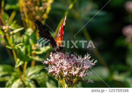 Butterfly aglais io with large spots on the wings sits on a cornflower meadow 125789166