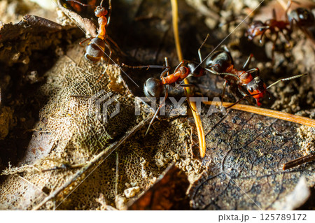 Fourmi rousse des bois Formica rufa in its natural element Fourmi rousse des bois Formica rufa in its natural element 125789172