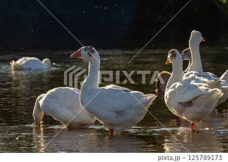 A domestic goose is a goose that humans have domesticated and kept for their meat, eggs, or down feathers. Domestic geese have been derived through selective breeding from the wild greylag goose 125789173