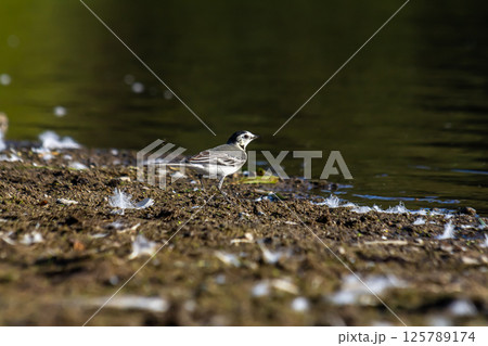 Motacilla alba - The white wagtail, is a small species of passerine bird in the Motacillidae family Motacilla alba - The white wagtail, is a small species of passerine bird in the Motacillidae family 125789174