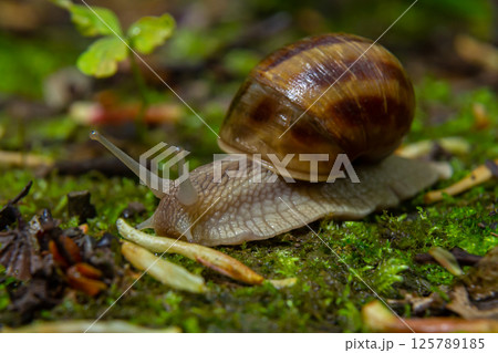 Helix pomatia, common names the Roman snail, Burgundy snail, edible snail, or escargot - perfect macro details 125789185