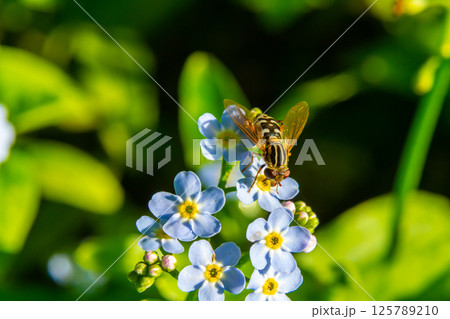 Close-up view of a bee collecting nectar from small blue flowers in a lush green garden during daylight hours Close-up view of a bee collecting nectar from small blue flowers in a lush green garden during daylight hours 125789210